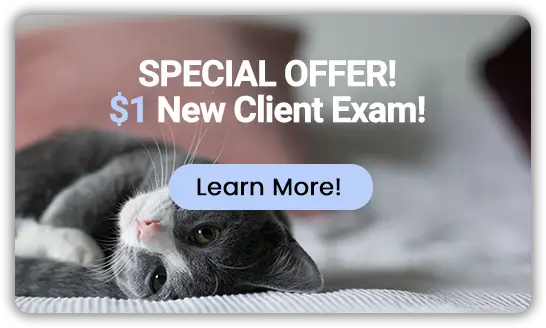 Special Offer $1 New Client Exam
